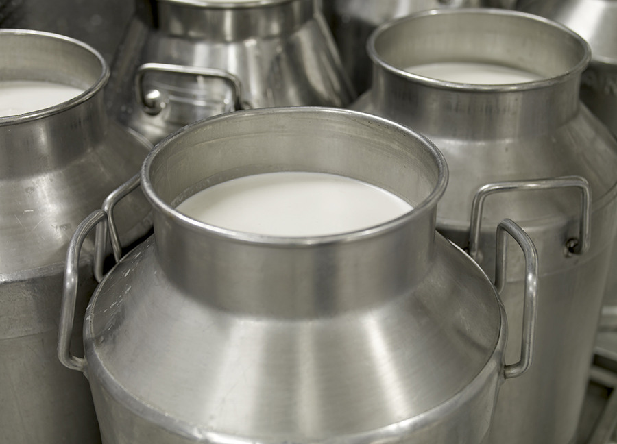 Galões de leite recém-ordenhado. Foto: Divulgação