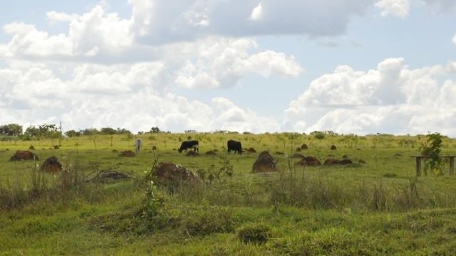 Área com pastagem degradada em Ipameri (GO) em março de 2012. Foto: Breno Lobato/Embrapa Cerrados
