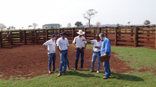 Equipe de vaqueiros em treinamento na fazenda Nossa Senhora das Graças, em Caarapó (MS)