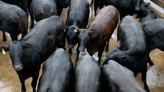Lote de bovinos com genética Angus. Foto: Divulgação