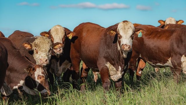 Devon, Hereford ou Braford: qual é bom em cruzamento com vacas Brangus?