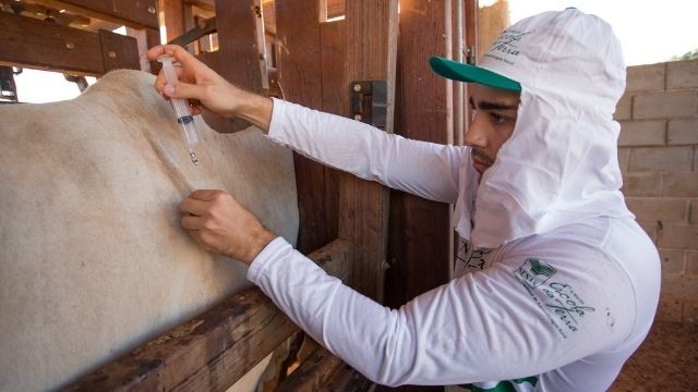 Vacinação de gado. Foto: Tony Oliveira/CNA