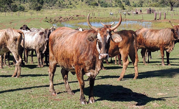 Com chifres longos e pelagem variada, gado pantaneiro é rústico e produtivo. Foto: Embrapa.