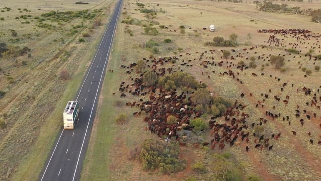 Rebanho de bovinos na Austrália. Foto: Meat & Livestock Australia