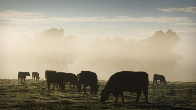 Rebanho bovino na Austrália pode chegar a 27,5 milhões de animais em 2022