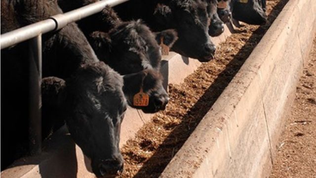 Rebanho de bovinos confinados na Austrália. Foto: Meat & Livestock Australia