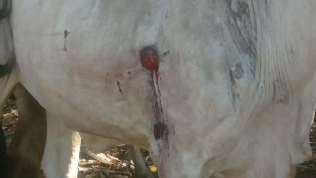 Foto de animal com feridas mandada por telespectador. Foto: José Carlos