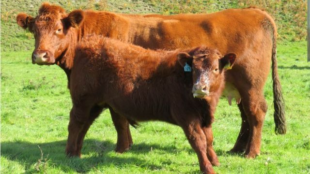 Certificação do gado na Escócia