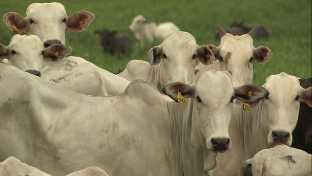 Cisticercose bovina: como prevenir doença que traz muitos prejuízos à pecuária?