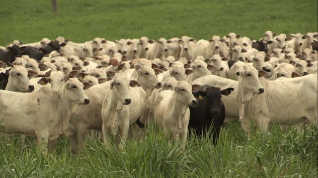 Rebanho bovino em pastagem adubada. Foto: Divulgação