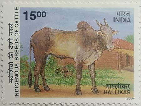 A raça Hallikar foi estampada em selo na Índia. Foto: Divulgação