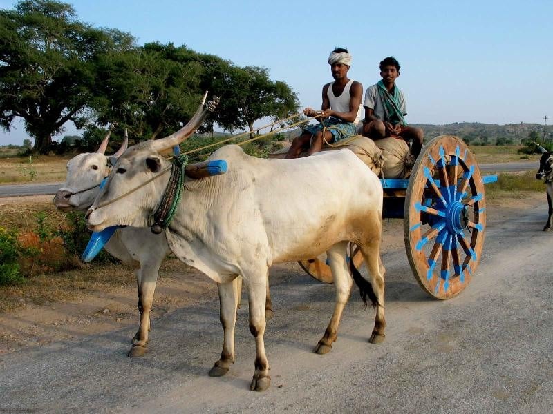 Gado Hallikar utilizado em transporte de tração na Índia. Foto: Divulgação