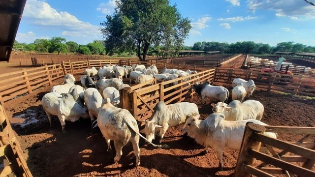 Manejo de bovinos de corte em estudo do IZ. Foto: Divulgação/IZ