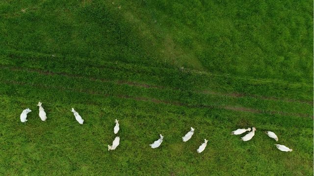 Imagens feitas por drone em áreas de pecuária. Foto: Jayme Barbedo/Embrapa Agricultura Digital