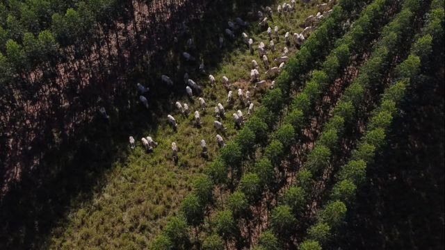 Rebanho de bovinos no meio de plantio de árvores da Santa Vergínia Agropecuária. Foto: Reprodução