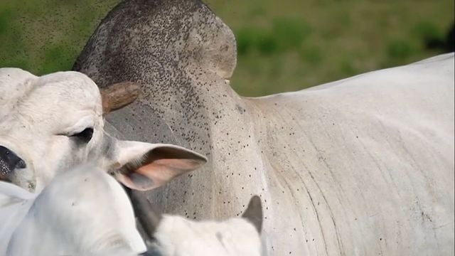 Mosca do chifre: qual medicamento é o mais eficaz para o gado?
