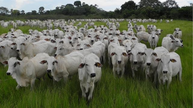 Rebanho bovino nelore em meio à pastagem nativa, na fazenda Primavera do Grupo EMA, localizada em Corumbá (MS). Foto: Raquel Brunelli D'Avila/Embrapa Pantanal