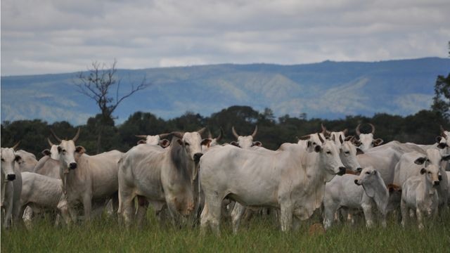 Touro fazendo cobertura de vacas no pasto. Foto: Divulgação