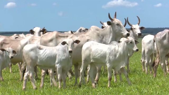 Vacas paridas com bezerros no pasto. Foto: Reprodução