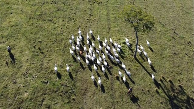 Vista aérea de lote de bovinos em área de pasto. Foto: Reprodução