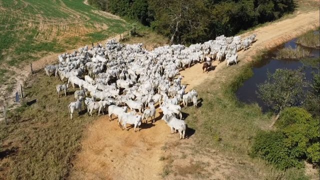 Peões fazem a movimentação de gado pela propriedade. Foto: Reprodução