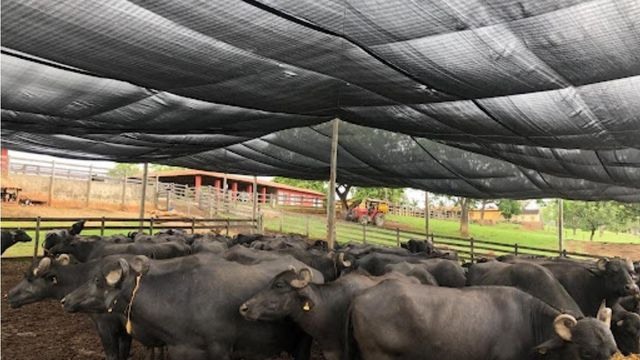 Instalação de telas para sombreamento para rebanhos de búfalas. Foto: Divulgação