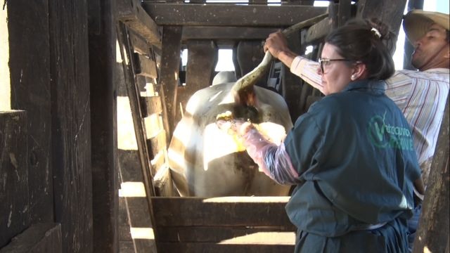 Coleta de fezes do bovino para exame na fazenda. Foto: Reprodução
