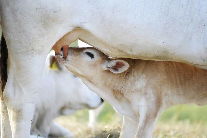 Quantos litros de leite um bezerro mama por dia?