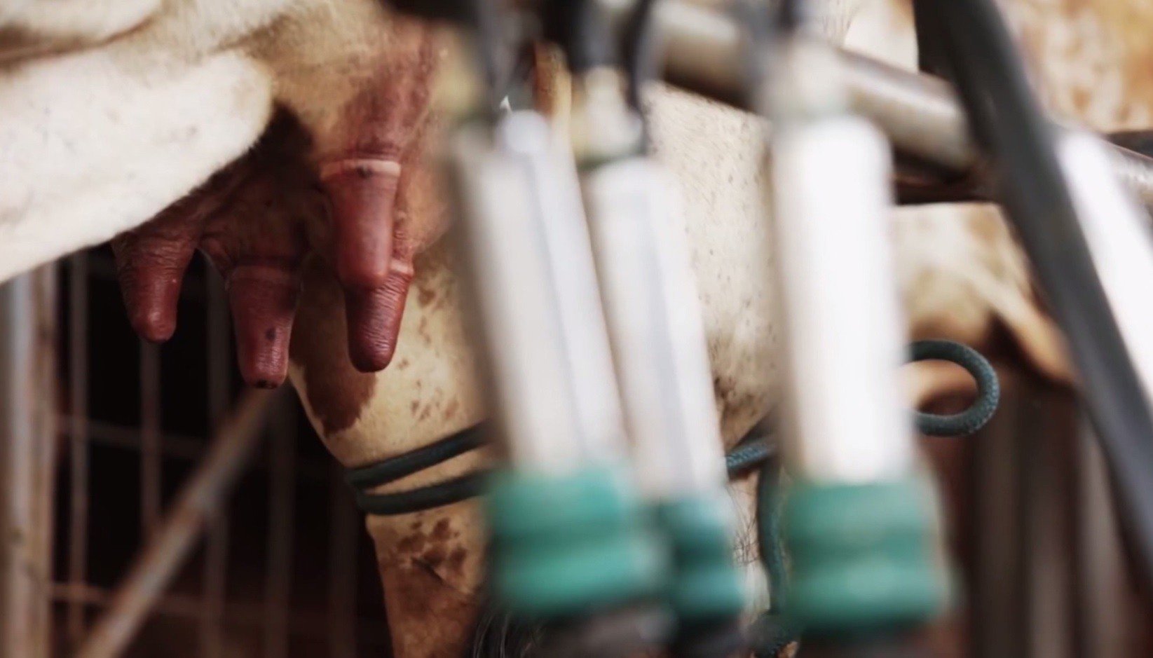 Detalhe da ordenha de vacas em sistema mecanizado. Foto: Divulgação