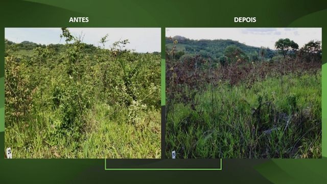 O antes e o depois no manejo de invasoras em pasto sujo. Fotos: Divulgação/Corteva Agriscience