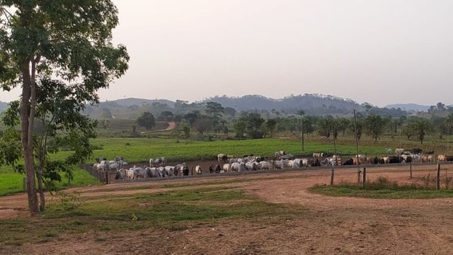 Confinamento de bovinos do sítio Vida Nova, em Espigão D’Oeste (RO). Foto: Matheus Roz
