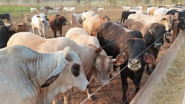 Detalhe dos bovinos confinados do sítio Vida Nova, em Espigão D’Oeste (RO). Foto: Matheus Roz