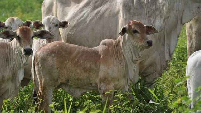 Lote de bezerros com vacas em área de pasto. Foto: Divulgação