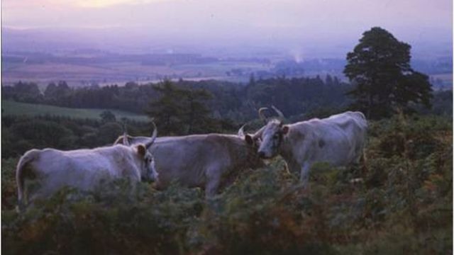 Exemplares de bovinos selvagens da raça Chillingham. Fotos: chillinghamwildcattle.com