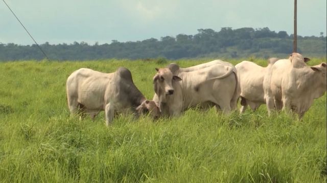 Reaquecimento do mercado de carne bovina pode vir a partir do 1º trimestre de 2023, diz presidente da Friboi