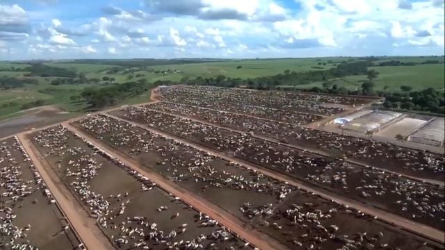 Vista área de confinamento de bovinos de corte. Foto: Reprodução