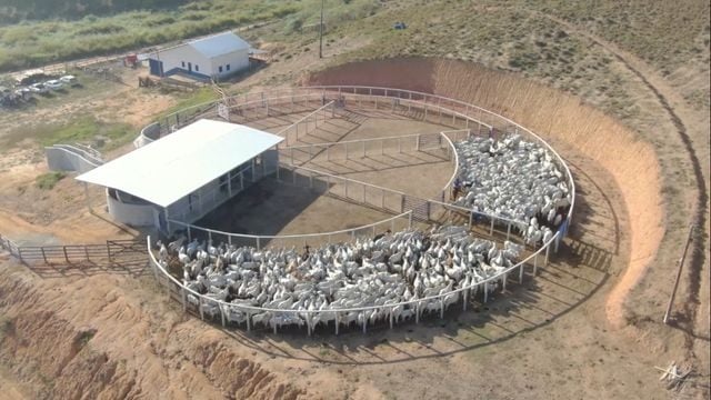 Vista aérea de área de curral de bovinos na fazenda. Foto: Reprodução