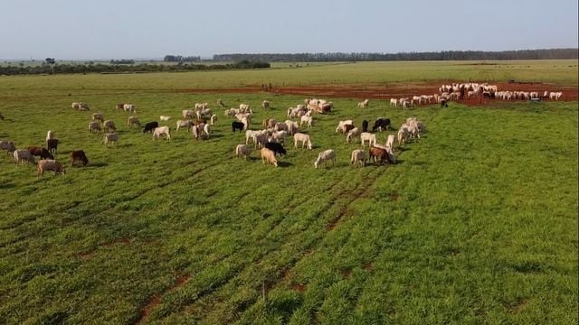 Bovinos em área de pasto na fazenda Campanário. Foto: Reprodução