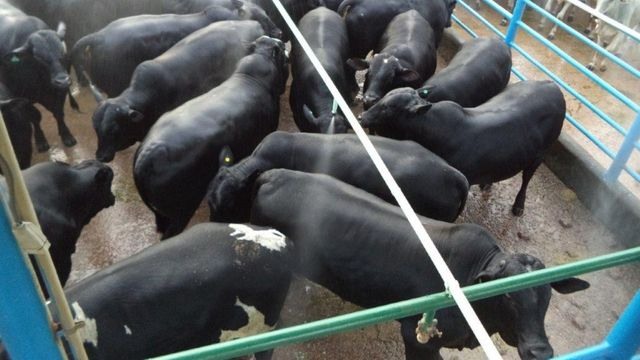 Detalhe de bovinos da Agropecuária Beledelli com um super rendimento de carcaça de 58%. Foto: Divulgação