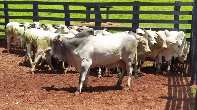 Lote de bovinos da fazenda Buracão das Araras. Foto: Matheus Roz
