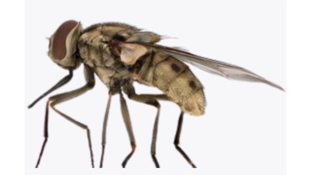 Detalhe da mosca-dos-estábulos (Stomoxys calcitrans). Foto: Bioimagens.org.uk