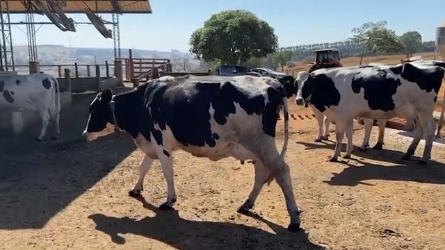 Vacas leiteiras com colares na fazenda São Sebastião, no município de Lagoa Formosa (MG). Foto: Reprodução