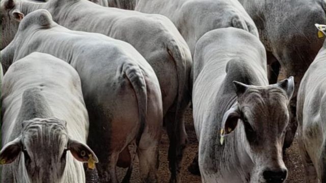 Detalhe de bovinos Nelore. Foto: Divulgação