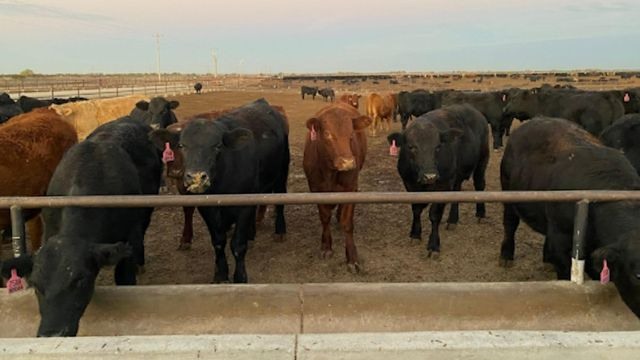 Lote de bovinos de corte em confinamento nos Estados Unidos. Foto: Divulgação/Kemin