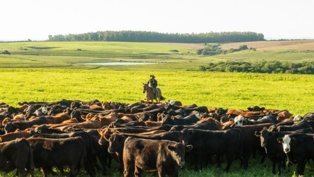 Peão com bovinos da raça Angus em área de pastagem. Foto: Eduardo Marcanth/ABA