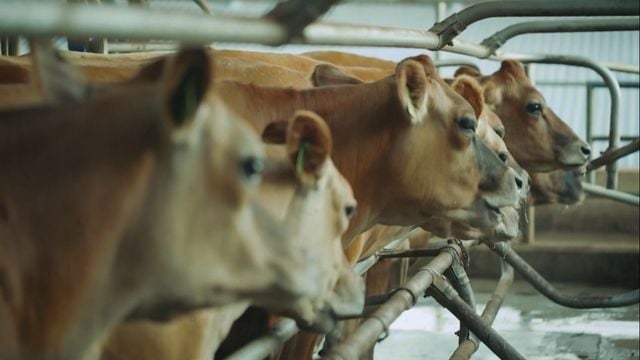 Vacas leiteiras se alimentando com ração no cocho. Foto: Reprodução