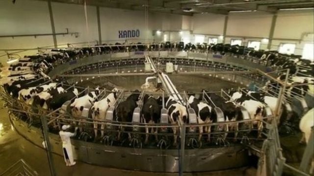 Vacas leiteiras em ordenha. Foto: Divulgação