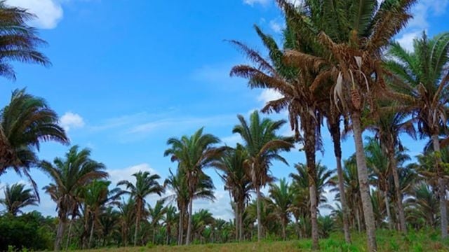 Extensas áreas cobertas pela palmeira babaçu. Paisagem típica dos municípios de Zé Doca e Governador Newton Bello, no Maranhão. Foto: Carlos Fernando Quartaroli/Embrapa Territorial