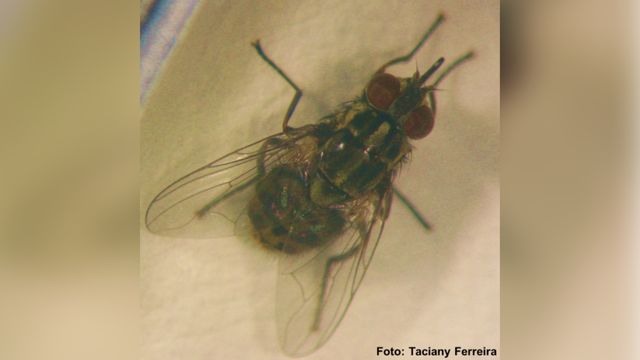 Detalhe de mosca-dos-estábulos. Foto: Taciany Ferreira