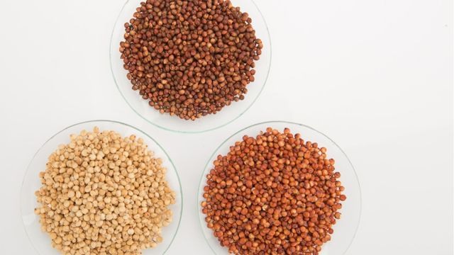 Detalhe de sementes de sorgo. Foto: Tomas May/Embrapa Agroindústria de Alimentos